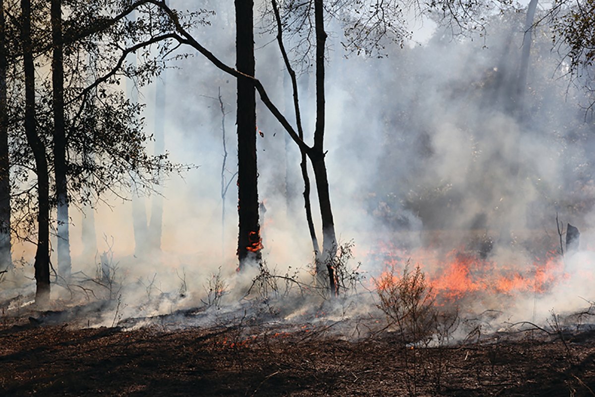 This is a prescribed fire at the UF/IFAS Ordway-Swisher Biological Station.